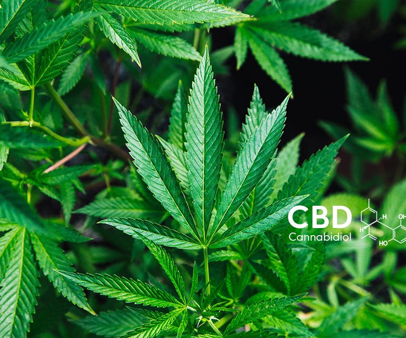 Leaf Plant Cbd Text Final Thick Text